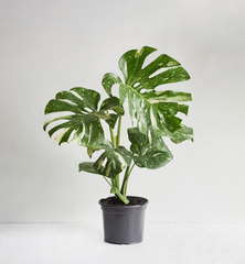 Monstera Thai Con