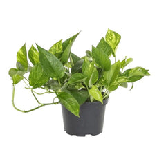 Golden Pothos Hi Color