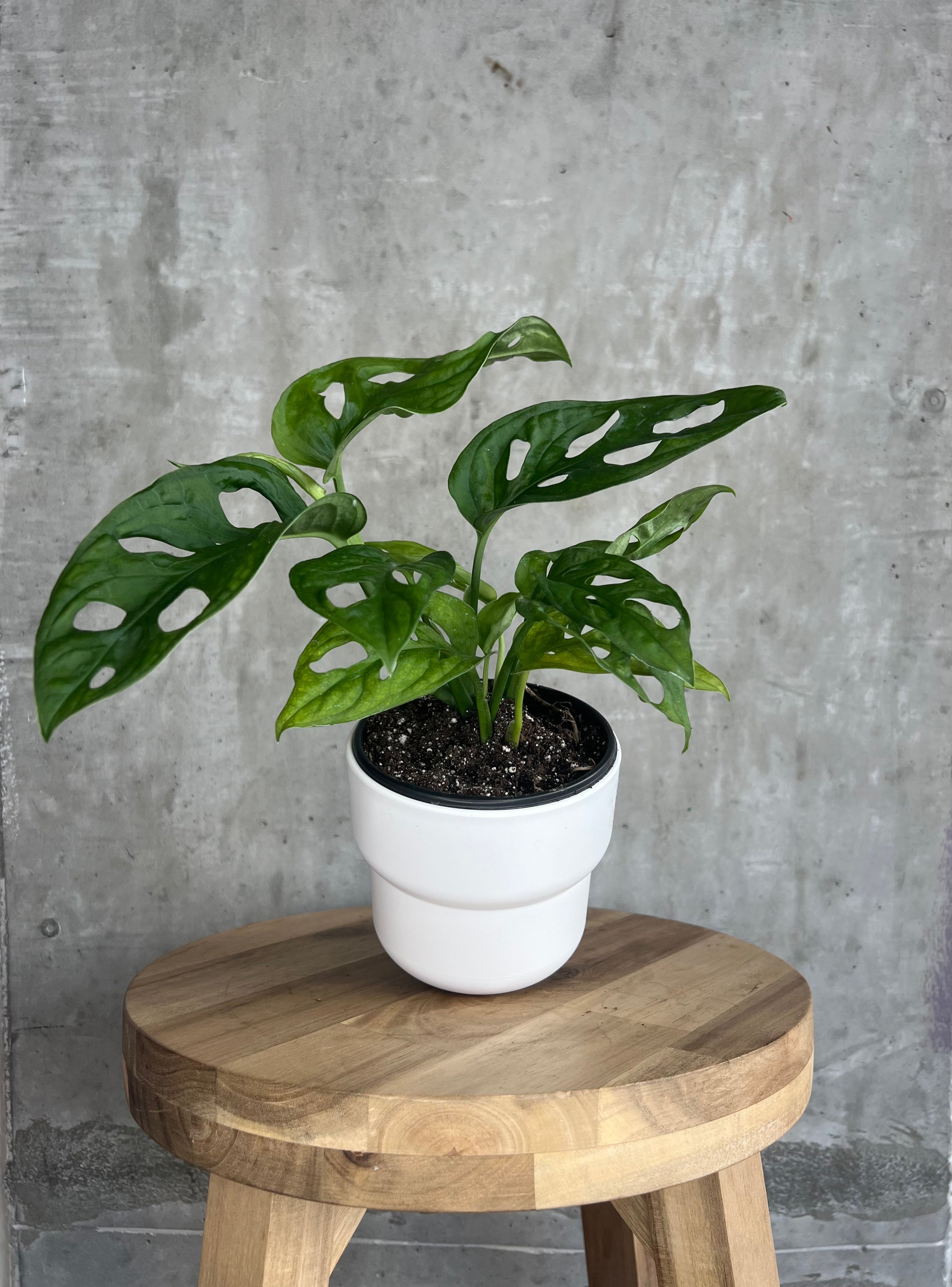 Monstera Adansonii - 4"