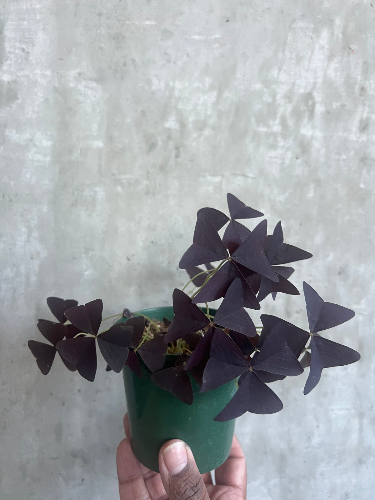 Oxalis Triangularis