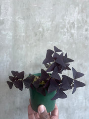 Oxalis Triangularis