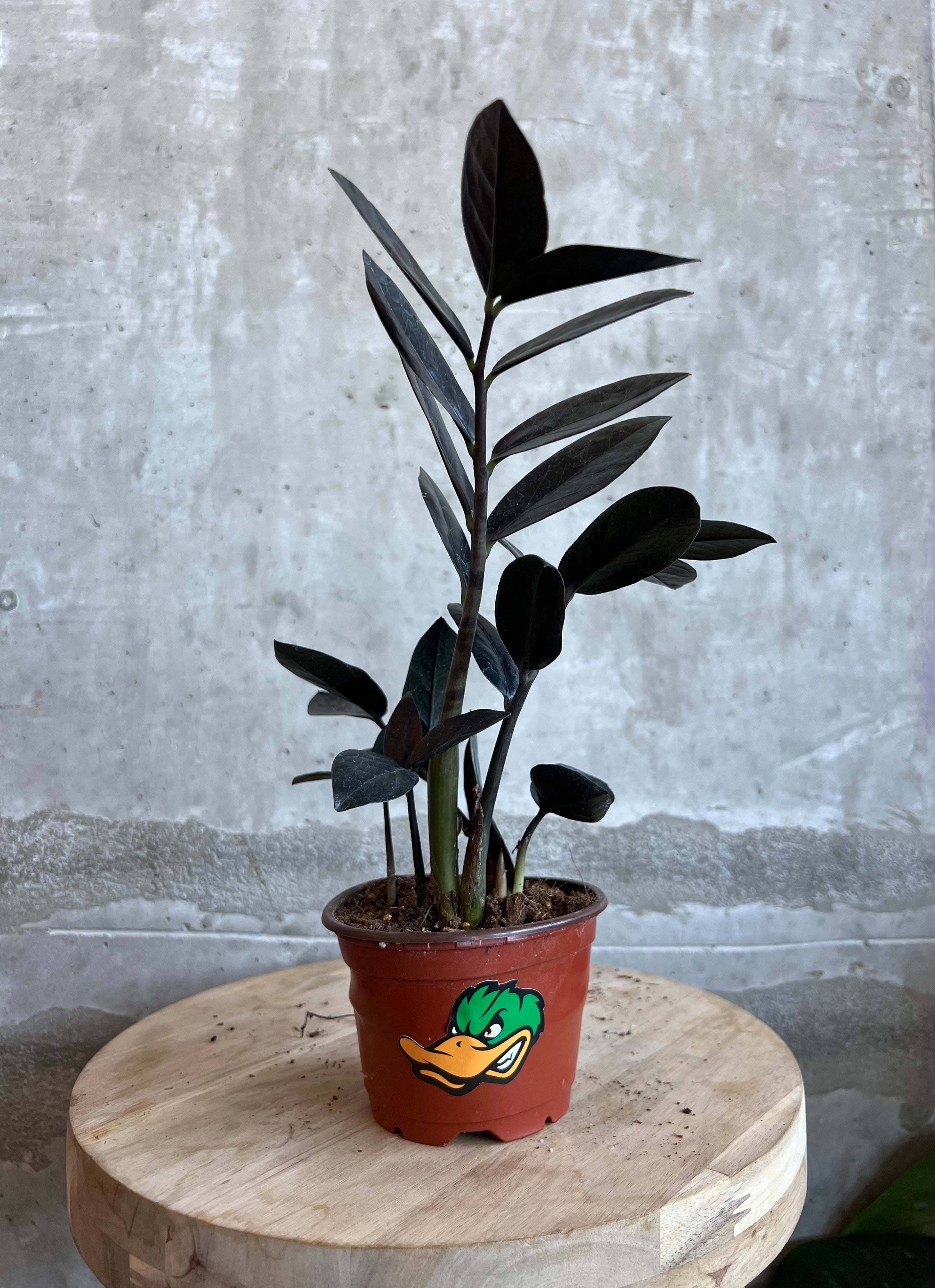 Zamioculcas zamiifolia "Black ZZ" -4"