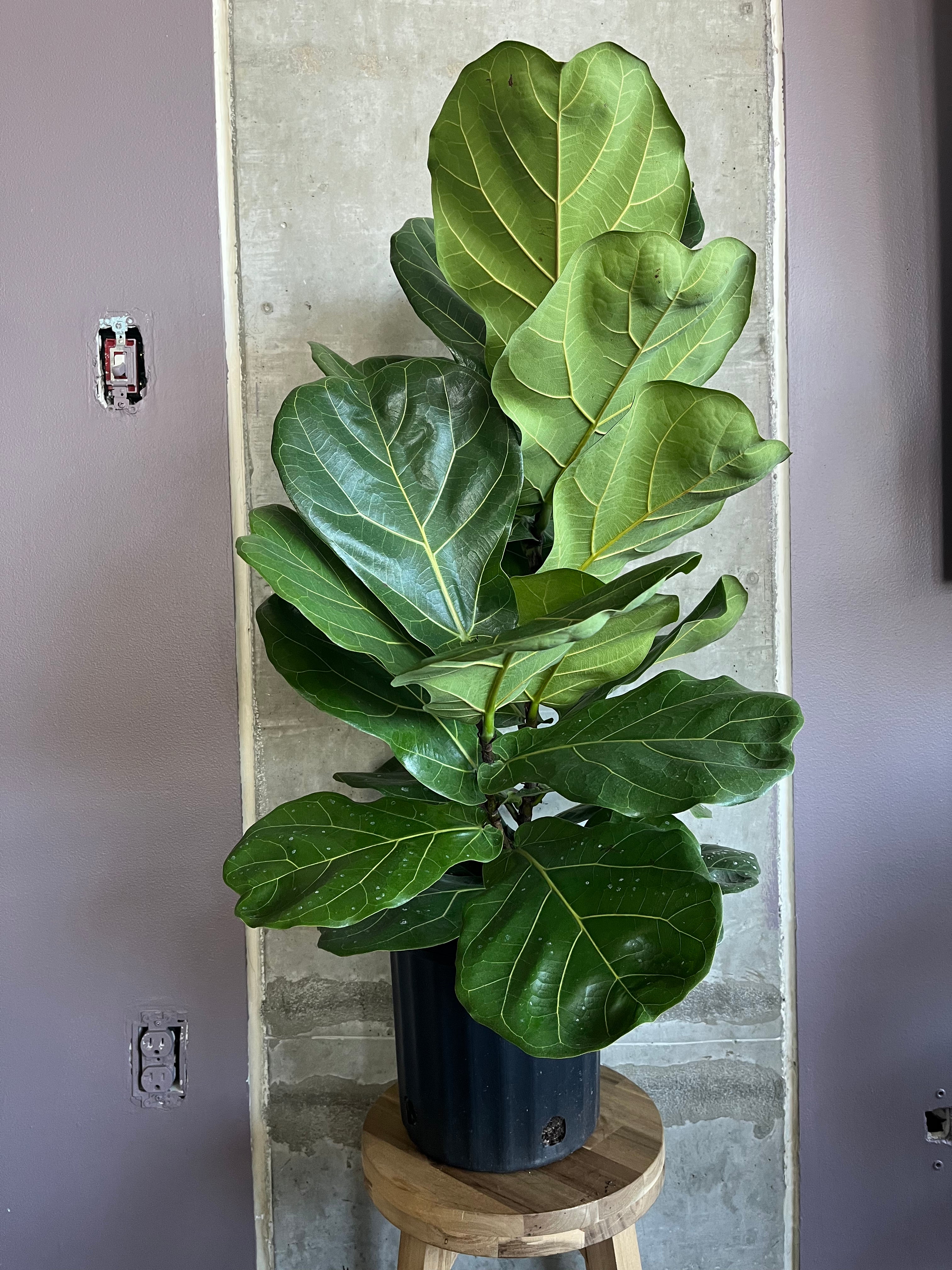 Ficus Lyrata Fiddle Leaf - 8