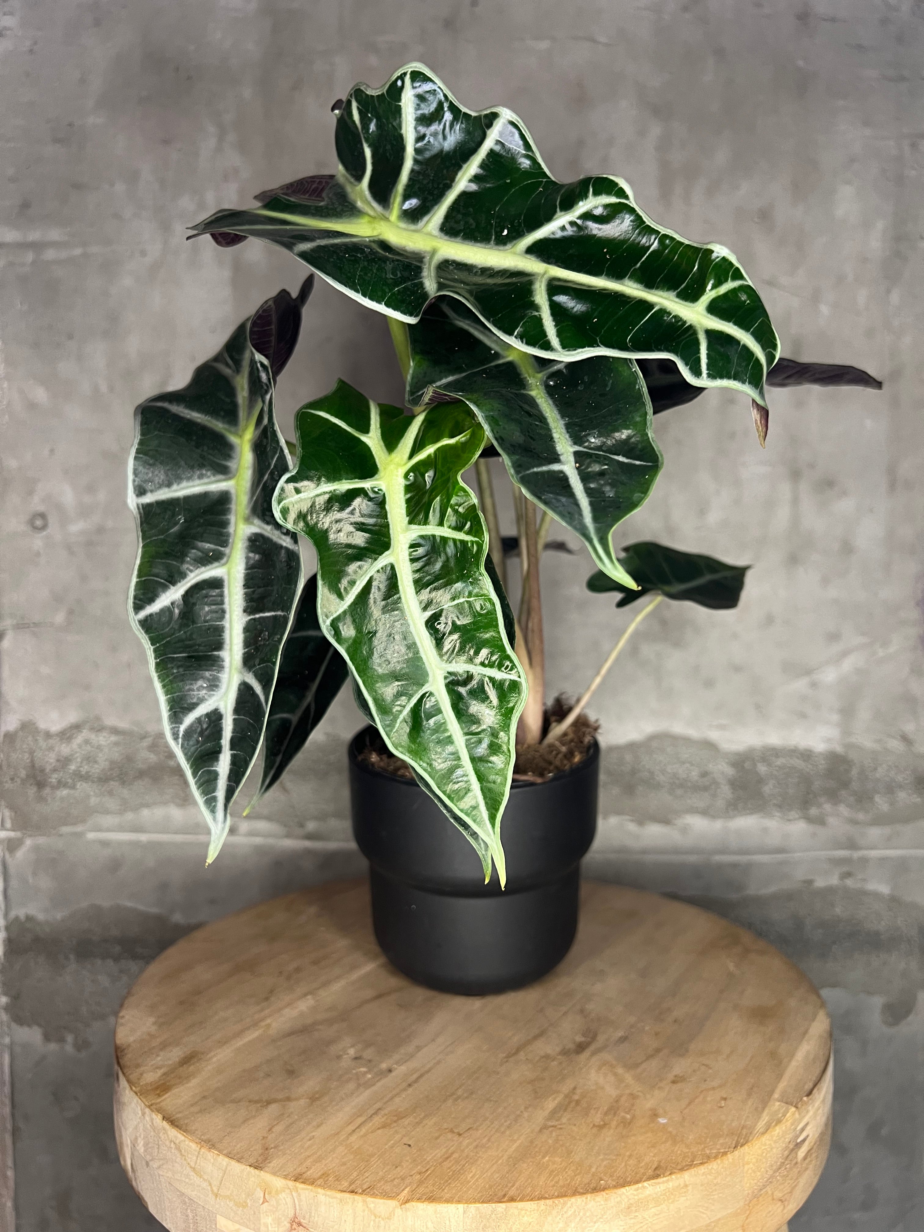 Alocasia Polly - 4"