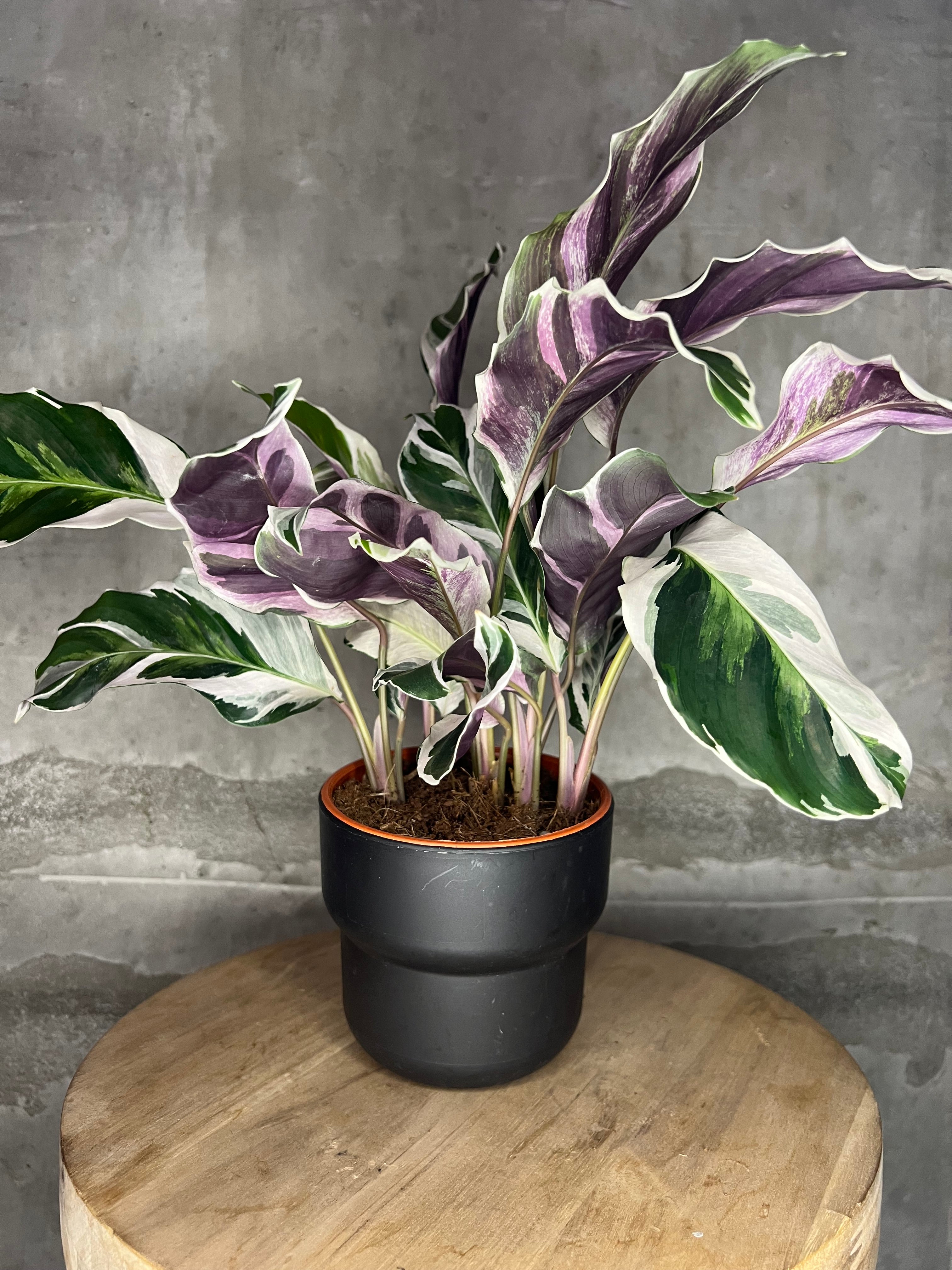 Calathea White Fusion