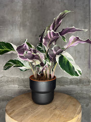 Calathea White Fusion