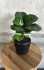 Ficus Lyrata - 'Fiddle Leaf Fig' - 4"