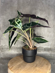 Alocasia Polly - 4"