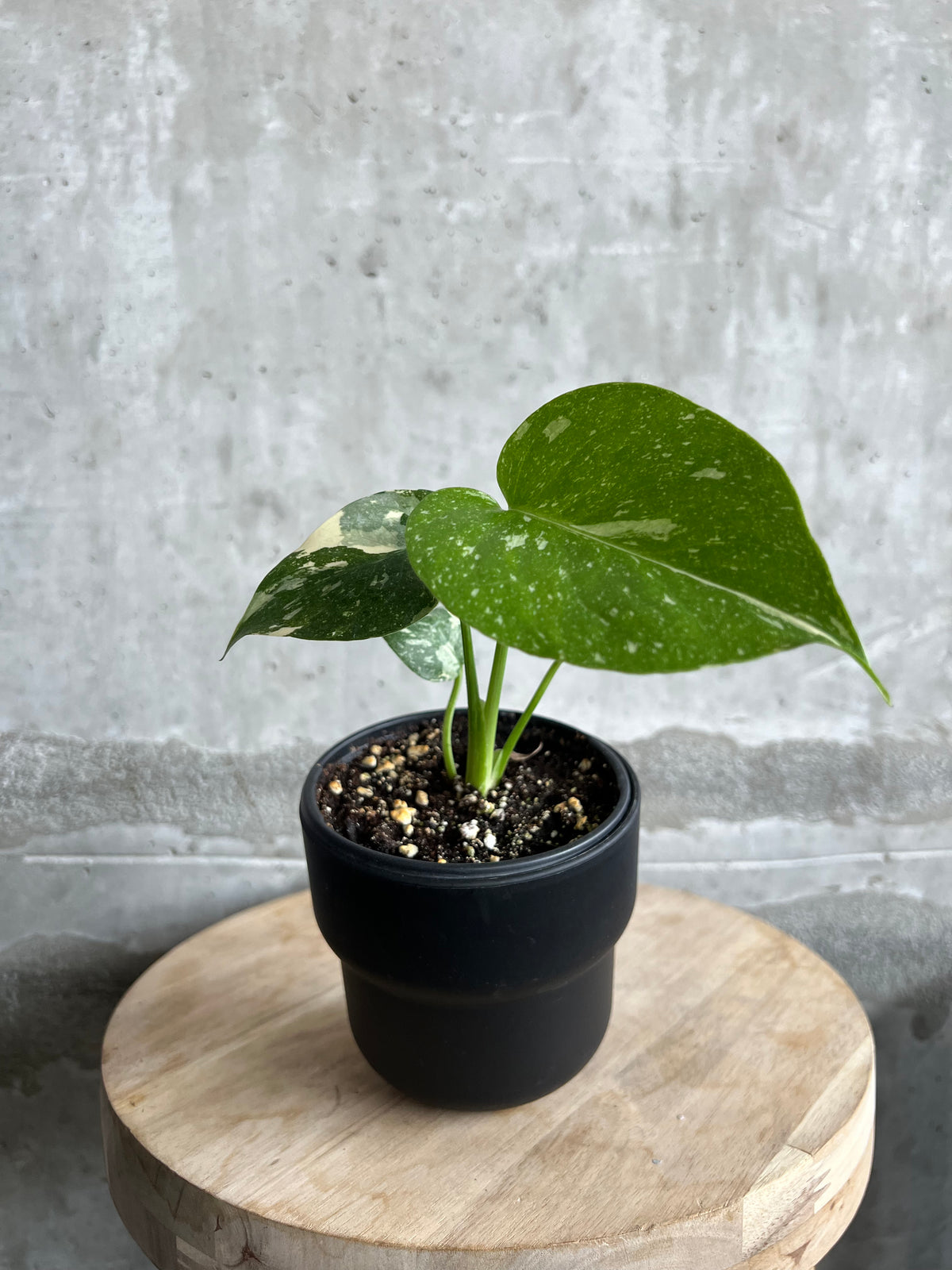 Monstera “Thai Constellation” - 4”