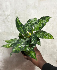 Aglaonema pictum tricolor