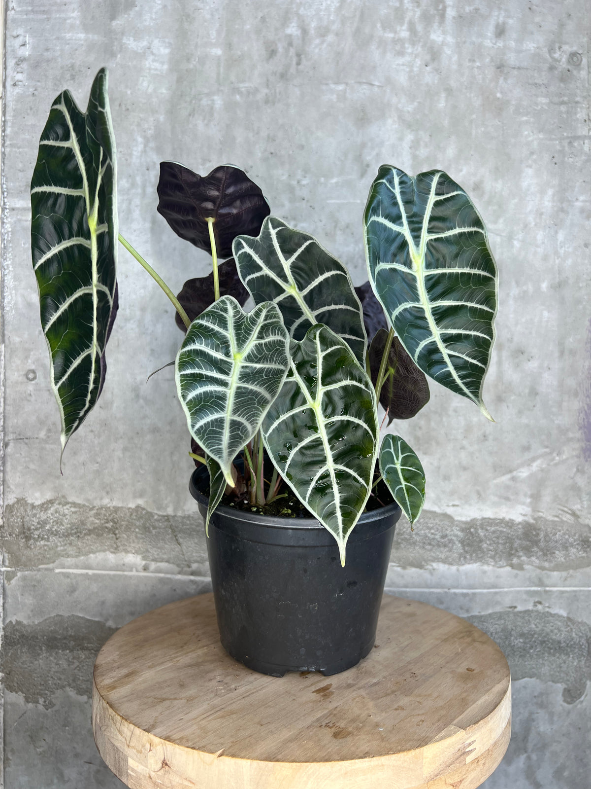 Alocasia Watsoniana - 6”