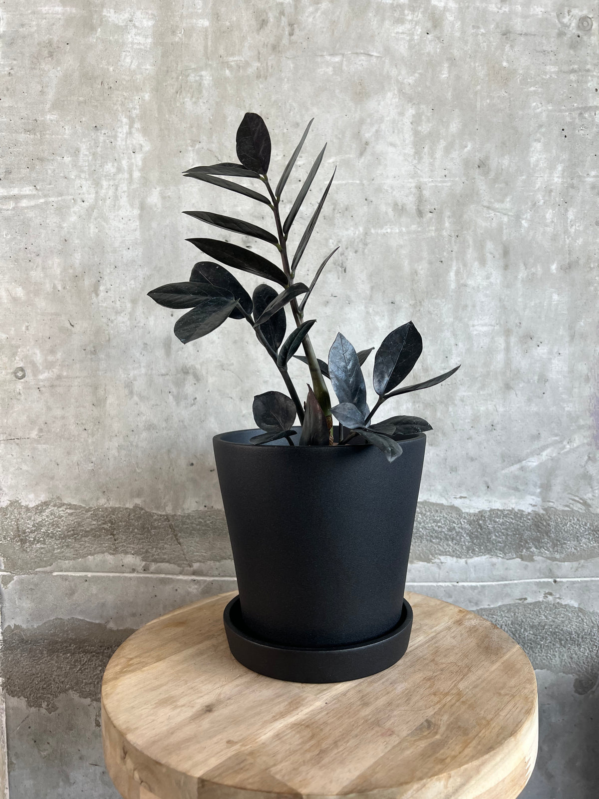 Zamioculcas zamiifolia "Black ZZ" -4"