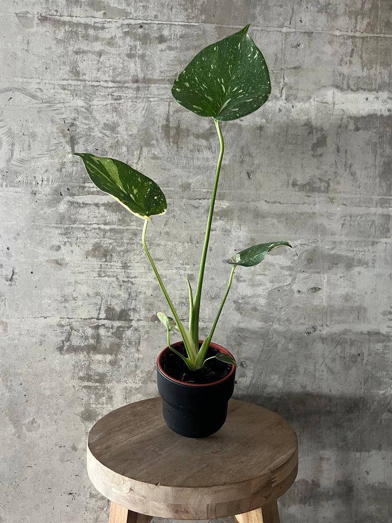 Amazon.com : Thai Constellation Monstera Live Plant Fully