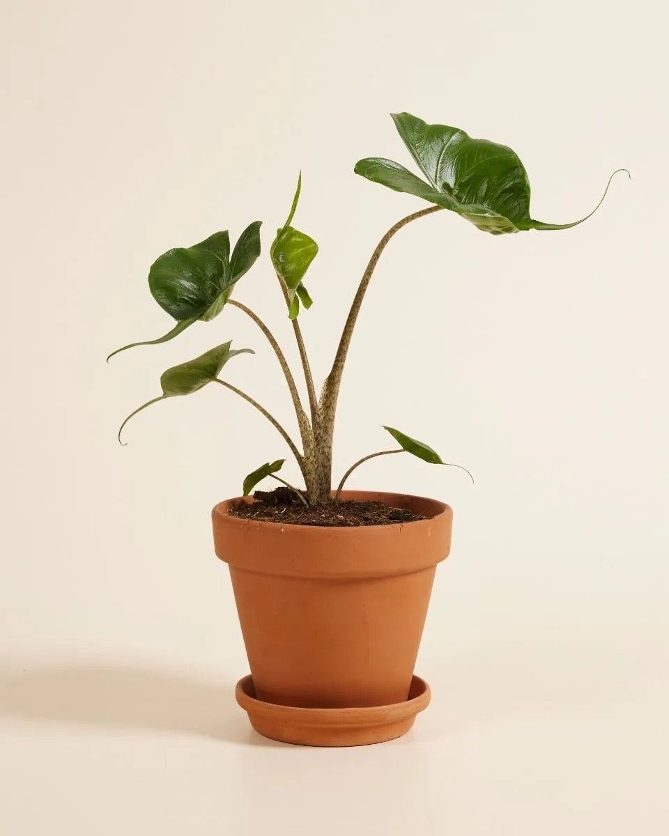Alocasia Sting Ray