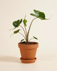Alocasia Sting Ray
