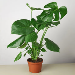 Monstera Delicioso