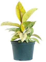 Ficus Shivereana