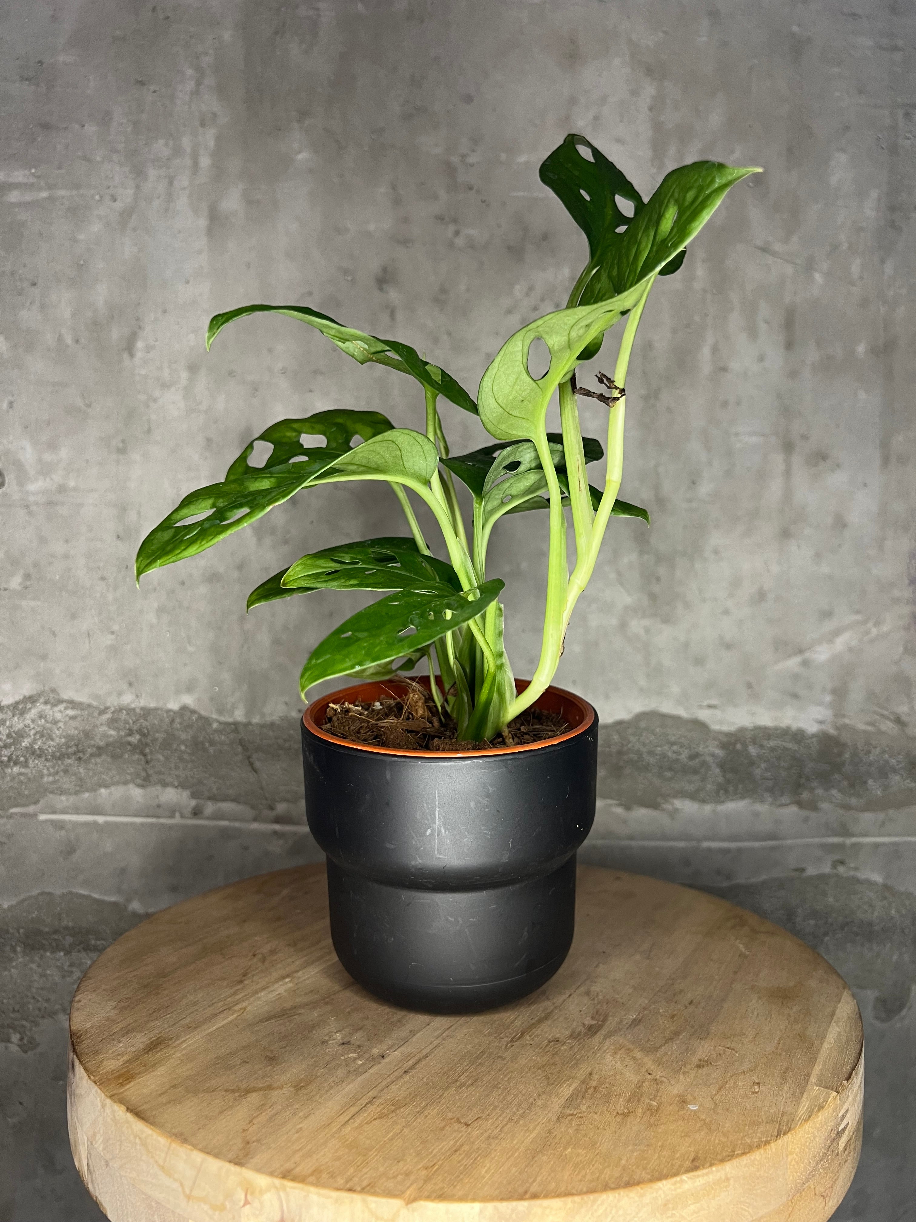 monstera adansonii black leaves Monstera Adansonii